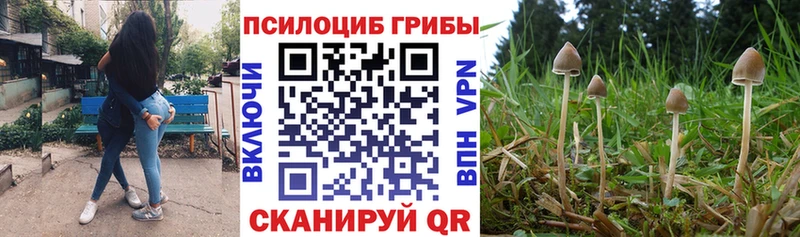 Галлюциногенные грибы Psilocybine cubensis как найти shop официальный сайт Чаплыгин
